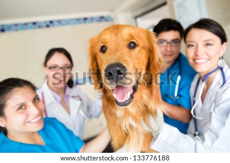 Cute dog at the vet with a group of doctors and assistants