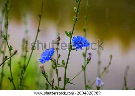 wild chicoree in nature reserve, bavaria Stock foto © 