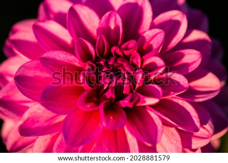 Similar – Image, Stock Photo Bang effect Garden