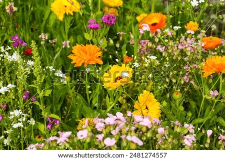 Similar – Image, Stock Photo Colourful flower meadow in the basic colour green
with various wild flowers.