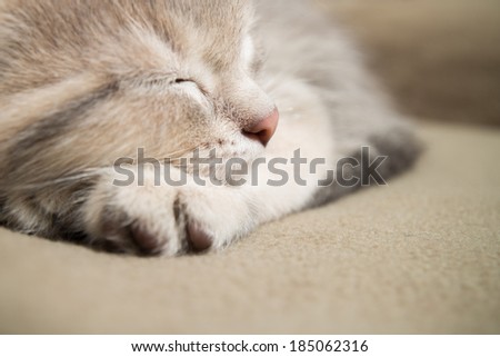 sleeping kitten  close up, animals, domestic cat, relaxing cat, cat resting