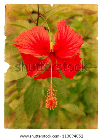 Red hibiscus flower on a piece of old paper. Page isolated on white