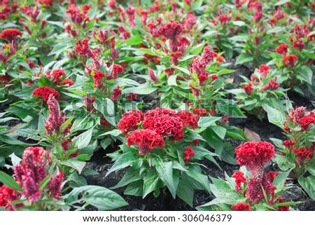 Cockscomb flower or Chinese Wool flower plant in a park