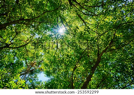 Bright sun burst through a green leafy tree canopy overhead, seen at Carnarvon Gorge, Queensland, Australia, unfocused