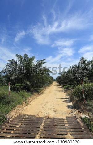 Jungle Path. A sandy path through an oil palm plantation leading towards a blue sky.