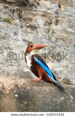 Kingfisher. White throated kingfisher perched on a small ledge. Suburban visitor out of its natural habitat. Hunting for small lizards or geckos. Posing and looking over shoulder.