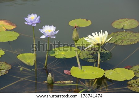 Water Lilies and Dragonfly. Three open water lilies with a red dragonfly waiting on top of the fourth bud.