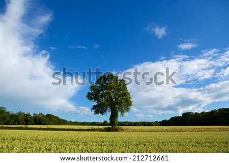 Far Crooked Tree. Lone tree in the middle of a wheat field. Golden wheat and blue sky make this summer scene