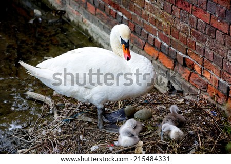 Swan and Cygnets. Parent guarding four cygnets on a nest. Two unhatched eggs can also be seen.