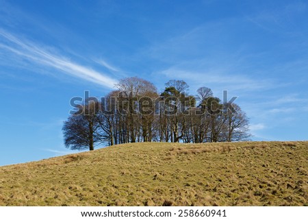 Wood Copse on a hill. Focus on the distant trees set on hill covered in grass hummocks. Dramatic cloud streak cutting the background.
