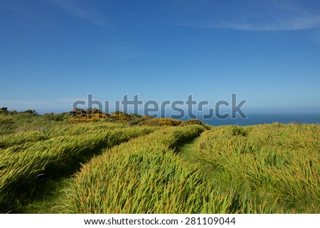 Windswept track leading to the sea on a clear day with blue sky. Focus on the foreground track.