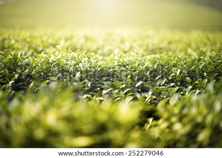 Light To Leaf in green tea farm (Warm tone and soft focus)