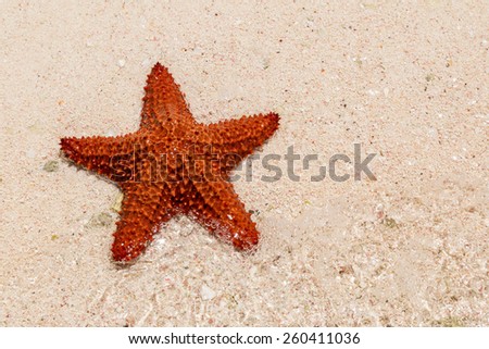 red starfish lying in the sand