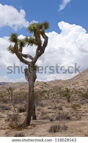 The tallest Joshua Tree in the park is located in Queen Valley. It is forty feet high and 300 years old.