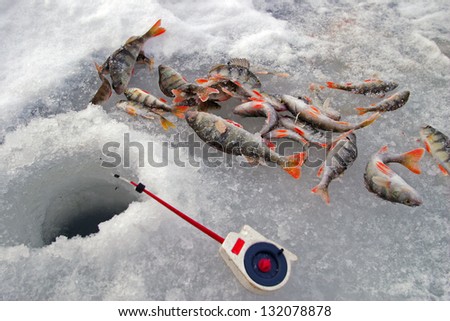 close up ice fishing for the perch fish