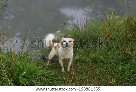 Portrait of a dog on the shore of the river white-red color, the background gray cat in the grass