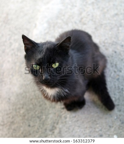 black cat with green eyes isolated on gray asphalt