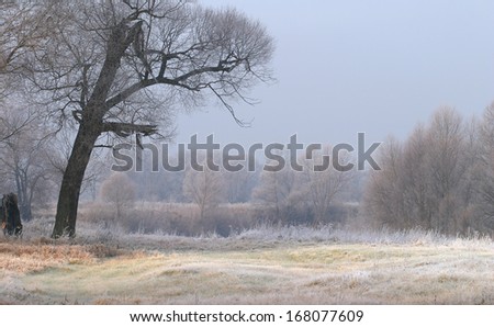 Landscape beginning of winter in the oak grove covered with frost at sunset