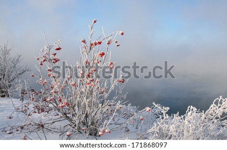 winter landscape with hoarfrost on mountain ash snowy riverbank frosty misty morning