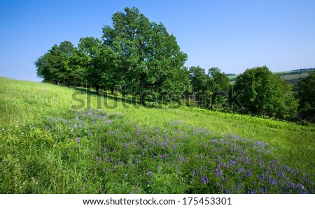 summer landscape young oaks on a flowering green meadow on a background clear blue sky on a sunny day