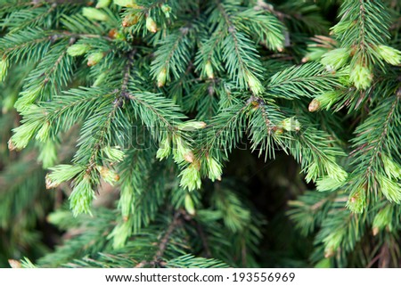 close-up of a young spruce on a green lawn in the city park in the spring