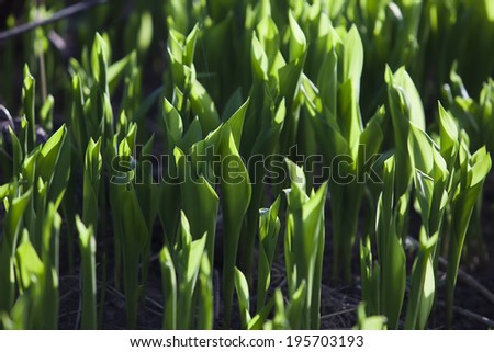 isolated macro green shoots of lily of the valley in garden