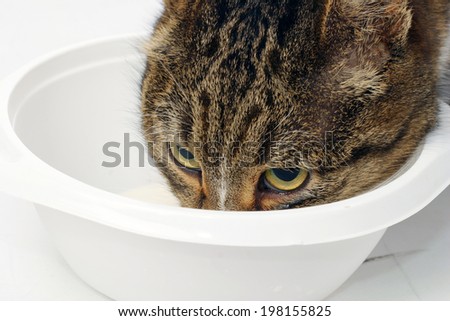 close-up adult tabby cat eats from a white bowl on a white background studio