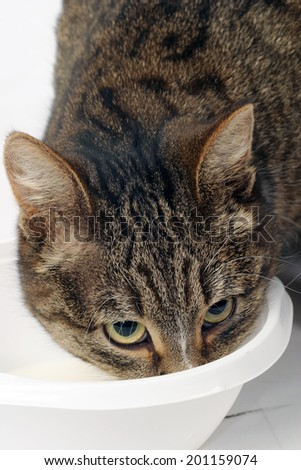 close-up adult tabby cat eats from a white bowl on a white background studio