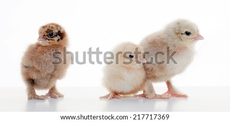 close-up small fluffy chickens on a light background studio