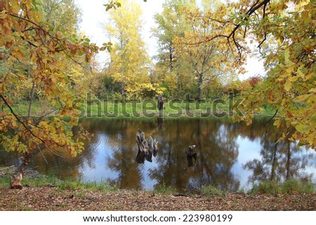autumn landscape yellowed foliage of oak trees in the grove near the river on a cloudy day