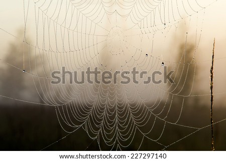 close-up of the cobweb on the grass in the early misty morning near the river in the summer