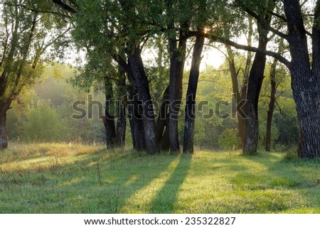autumn landscape of a beautiful sunset in the woods, the sun\'s rays make their way through the foliage
