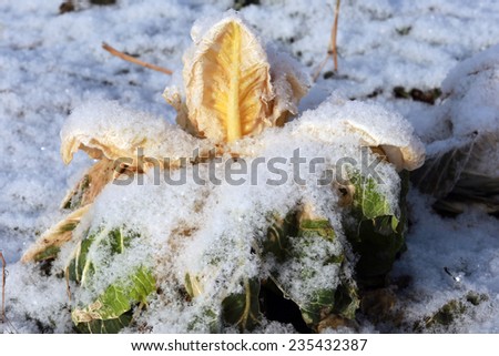close-up of green and yellow leaves of cabbage in the snow in the garden in early winter