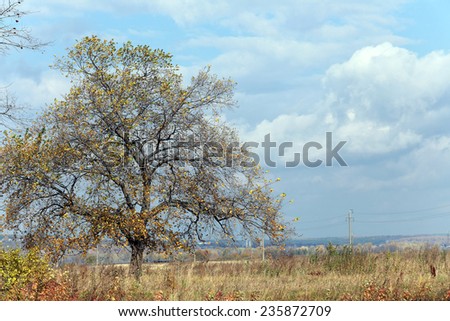 picturesque autumn landscape beautiful white clouds on blue sky over a field and trees with colorful leaves on a sunny day