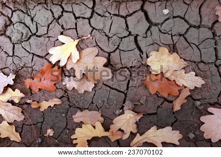close-up of autumn oak leaves on cracked dry ground