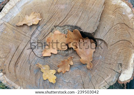 close-up of fallen oak leaves yellowed autumn day in the woods