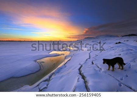 winter landscape sunset on the ice of the river and lonely dog