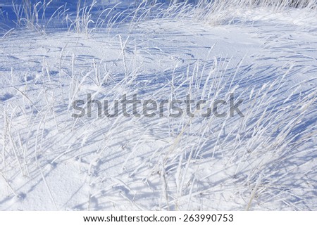 close-up of frost on a dry grass in a field in winter frosty day