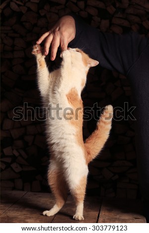 close-up ginger cat standing on its hind legs reaching for the meat in the man\'s hand