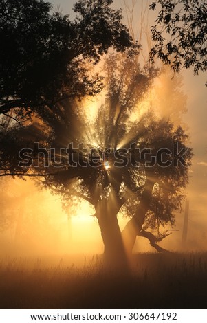 picturesque summer landscape misty dawn in an oak grove on the banks of the river