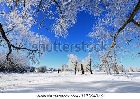 winter landscape frost oaks in sunny frosty morning
