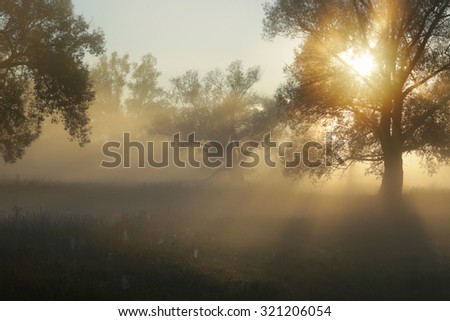 autumn landscape sun rays through the trees in the fog in the oak grove