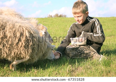 The boy is feeding sheep on the meadow by sunset. Skudde - the most primitive and smallest sheep breed in Europe on the field in Pasterka village in Poland.