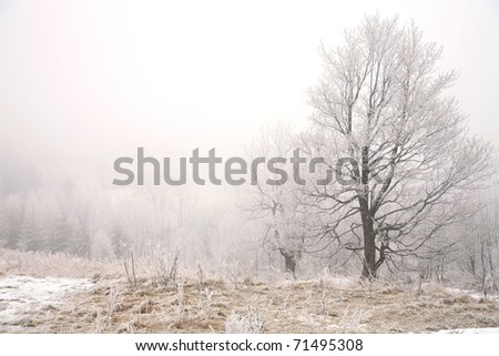 Trees in misty haze in a gloomy winter day. Pasterka village in Poland.