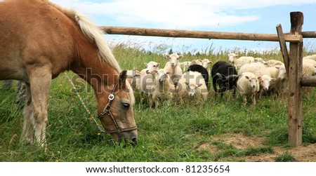 New Haflinger horse on the farm and Skudde sheep it found interesting - the most primitive sheep breed in Europe. Funny farm.