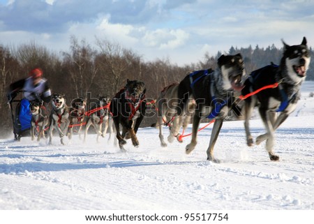 Sled dog. Musher and dogs in Pasterka small village in Table Mountains - Poland