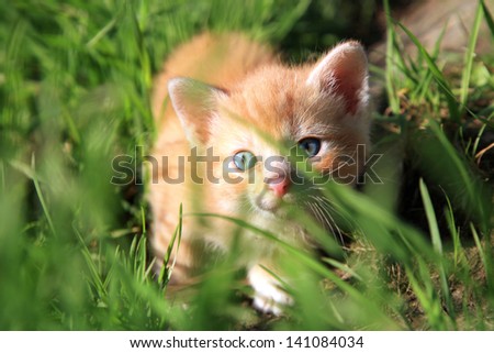 Little red hair  kitten creeps in green grass by sunset. Favorites, domestic pet.