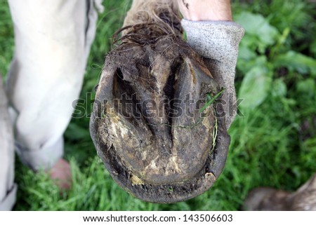 Deformed, neglected horse\'s hooves before cleaning the natural way.