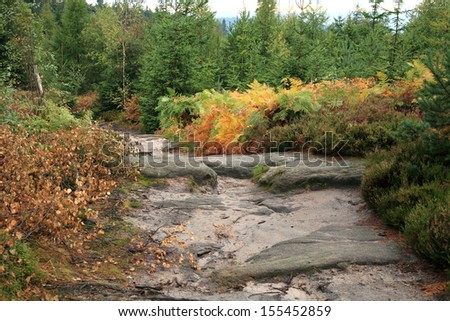 Colorful autumn mountains garden. Ferns and heather around the rocks on the mountain slopes. Autumn color palette.