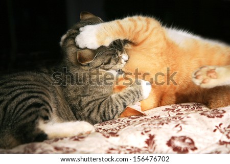 Two young cats play in the fight. Animal instinct.